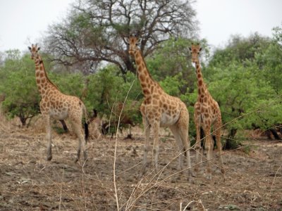 Giraffe; we saw many of these.