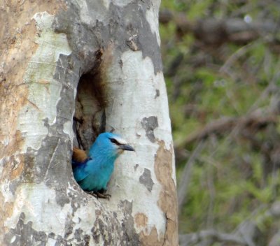 My camera saw more than I did; this roller must be feeding its babies