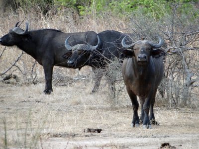 Buffalo