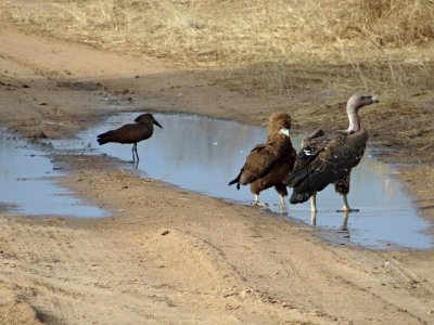 Three bird species in the same puddle; quite unusual: hamerkop, bateleur eagle, vulture
