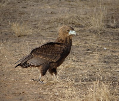 Bateleur eagle