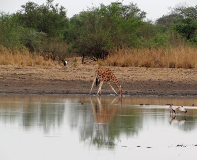 Giraffe drinking; not easy