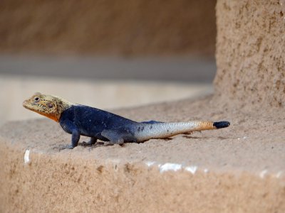 lizard