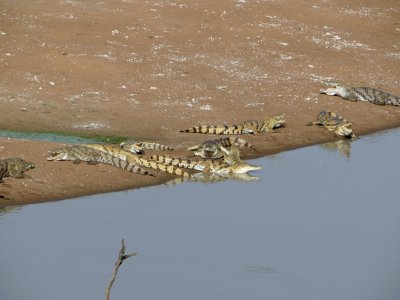 Crocs resting
