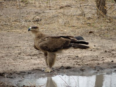 Tawny eagle