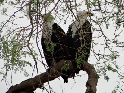 Fish eagles; probably parent and young