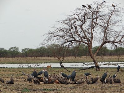 Feasting on a giraffe carcass