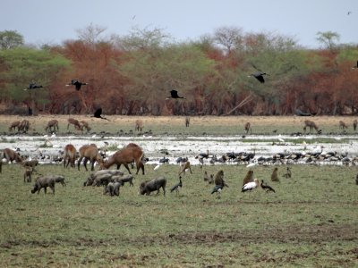 Black crowned cranes flying overhead