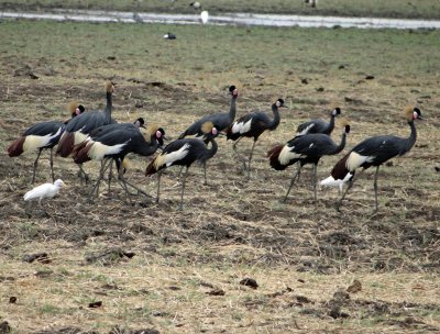 Cranes walking; there were probably thousands of them.