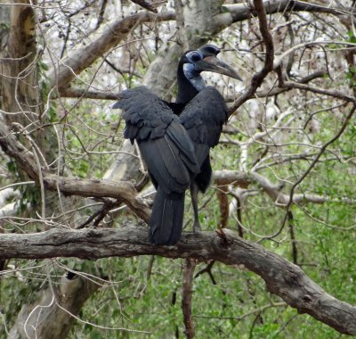 Absynnian ground hornbill