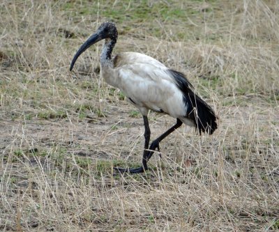 Sacred ibis