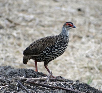 Francolin