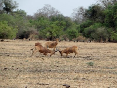 This is out of focus, but thought you might enjoy seeing young hartebeest practicing their fighting skills