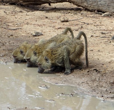 Baboons drinking
