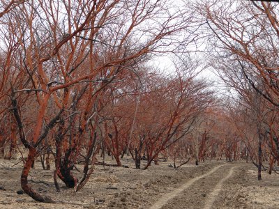 The red sahel trees, for which this area is named.