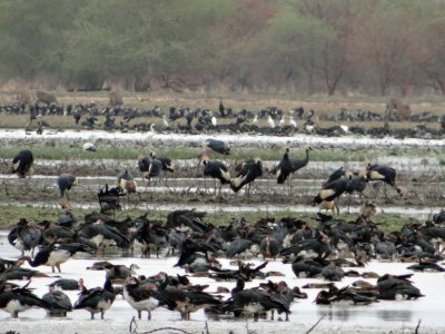 More abundance; it was quite incredible