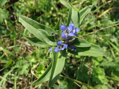 A blue gentian