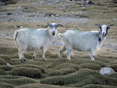 Goats.  Pashmina wool comes from the necks of these goats.  The higher the goats live, the finer the wool.