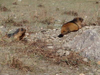 Marmots enjoying the sun