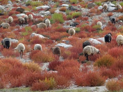 Sheep grazing among fall colored shrubs