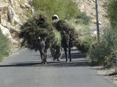 How come the women carried their grass and the man had donkeys to help him??