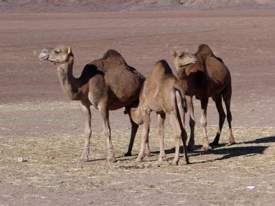 Here are three camels, one of which is very thirsty.