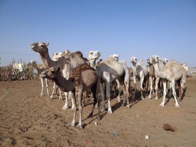 Camel market!