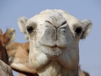 I like camels...