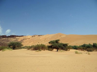 Another gigantic dune, with a little greenery