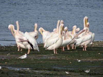 White pelicans preening