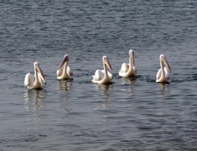 White pelicans approaching