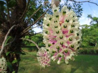 An orchid; I have not previously seen this type.