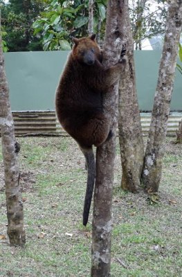 A tree kangaroo!  They only exist on this island.