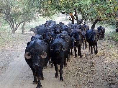 Water buffalo approaching