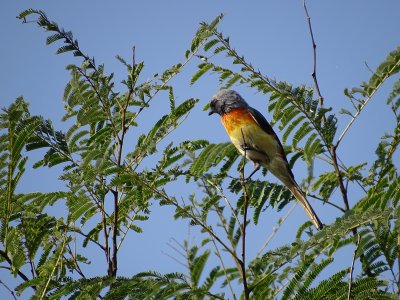 Small minivet