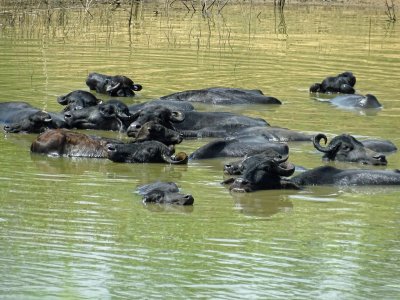 Water buffalo relaxing?