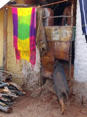 Young pig entering a home...