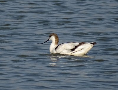 Look at this bird's bill; do you know what kind of bird it is?  A Stilt?