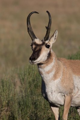 Antilope d'Amrique - 0V3A7329 - Pronghorn
