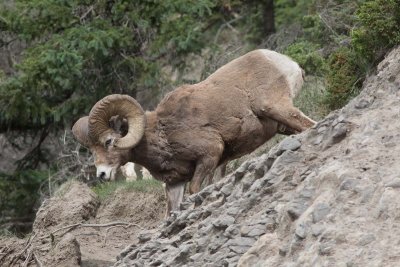 Mouflon dAmrique - 0V3A6281 - Bighorn.jpg