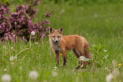 Renard roux - _MG_0536 - Red Fox