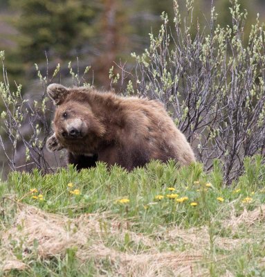 Ours brun - 0V3A6559 - Grizzly (Three or four years old)