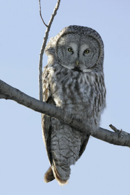 Chouette lapone --- _Z0U0750 --- Great Gray Owl
