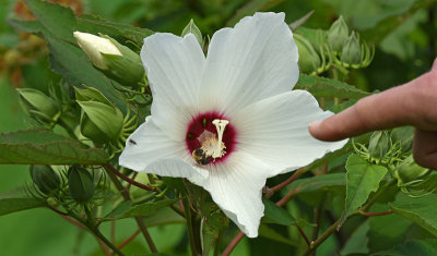 Kenilworth flower.jpg