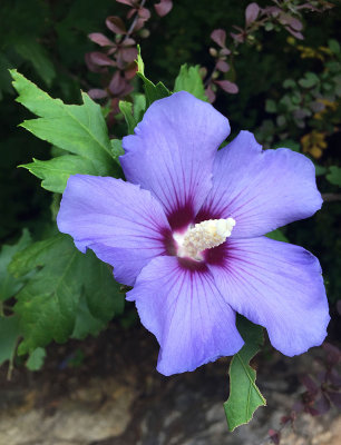 purple flower adj R.jpg