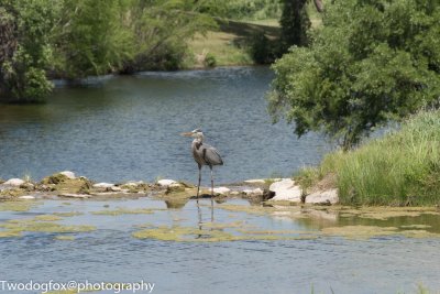 Barton Creek Golf Course Heron - Barton Creek Texas