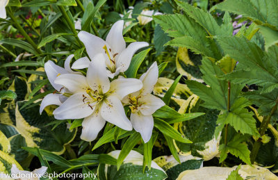 White Lilies