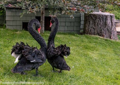 Black Swans Courting