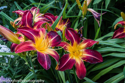 Lilies