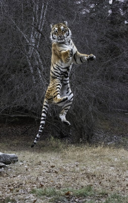 Hershey Can Fly Like Tigger